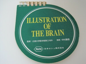 illustration of the brain　 ◆日本ロシュ株式会社 　医学書　　1996年