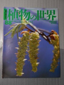 植物の世界 88　（週刊朝日百科）　/　シラカンバ　クルミ /　朝日新聞社　