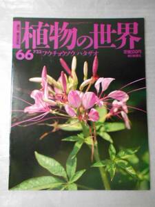 植物の世界 66　（週刊朝日百科）　/　フウチョウソウ　ハタザオ /　朝日新聞社