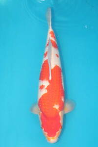 DIRECT鯉　室生養鯉産　ジャンボ当歳　紅白　49cm（0514-6）