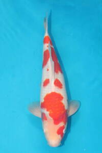 DIRECT common carp . raw . common carp production jumbo this year . white 35cm(0524-3)