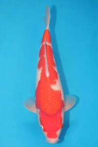 DIRECT鯉　室生養鯉産　ジャンボ当歳　紅白　33cm（0524-5）