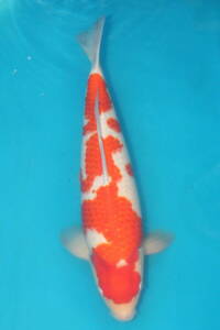 DIRECT鯉　室生養鯉産　ジャンボ当歳　紅白　51cm（0514-5）