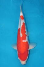 DIRECT鯉　室生養鯉産　ジャンボ当歳　紅白　40cm（0519-2）_画像1