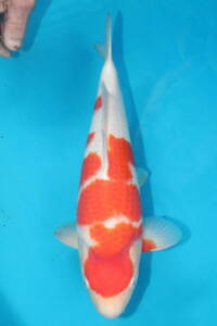 DIRECT鯉　室生養鯉産　ジャンボ当歳　紅白　37cm（0524-1）