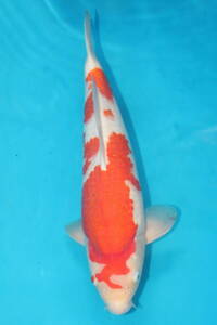 DIRECT common carp . raw . common carp production jumbo this year . white 38cm(0524-2)