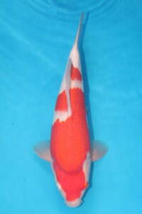 DIRECT common carp . raw . common carp production jumbo this year . white 35cm(0524-4)