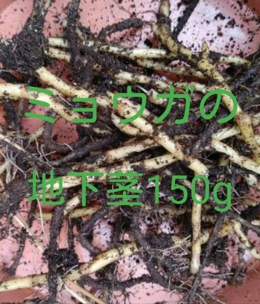 ミョウガの地下茎150g