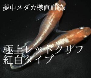 【夢中メダカ様購入個体】レッドクリフ紅白タイプ　卵20個＋補償分1