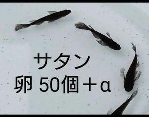 サタン めだか メダカ 卵 50個+α