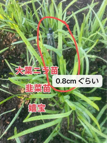 ニラ苗50芽