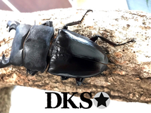 ☆【DKS★】パラワン オオヒラタ 111㎜巨大血統・101㎜ペアB品・新成虫 ☆_画像2