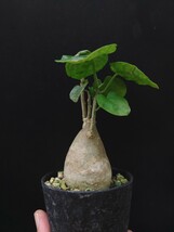 樹～5月44『ピレナカンサ・マルビフォリア』3寸セラ鉢 美種美株_画像4