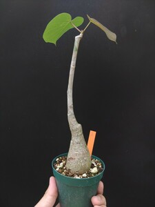 樹～5月46『ボンバックス・エリプチカムA』実生株3寸鉢 美種美株　