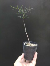 樹～5月54『ブルセラ・パラドクサ』実生株　3寸セラ鉢 美種美株_画像2