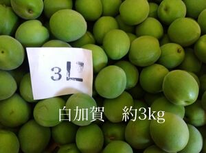 青梅（白加賀）約3kg / 5月29日収穫分