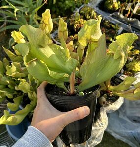 Sarracenia purpurea サラセニア 食虫植物 2株セット 2