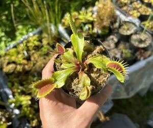 Dionaea muscipula 伊勢産 食虫植物 ハエトリソウ 1