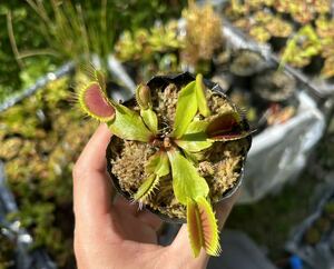 Dionaea muscipula 伊勢産 食虫植物 ハエトリソウ 8