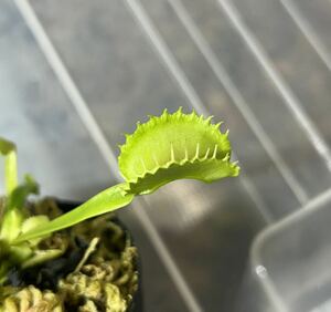 Dionaea muscipula CK実生系 ハエトリソウ 食虫植物