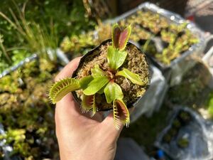 Dionaea muscipula 伊勢産 食虫植物 ハエトリソウ 3