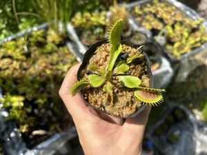 Dionaea muscipula 伊勢産 食虫植物 ハエトリソウ 4