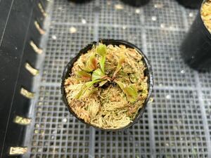 Dionaea muscipula 赤斑 食虫植物 ハエトリソウ