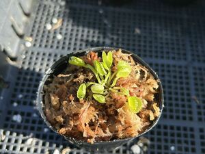 Dionaea muscipula 熊手 ハエトリソウ 食虫植物