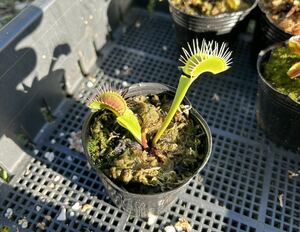 Dionaea muscipula BCP 2 食虫植物 ハエトリソウ