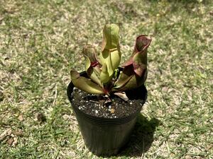 Sarracenia purpurea venosa 丸型 サラセニア 食虫植物