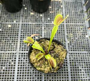 Dionaea muscipula BCP 食虫植物 ハエトリソウ