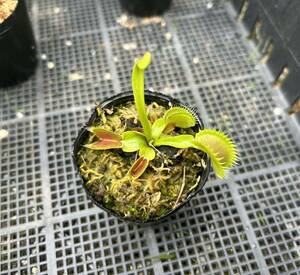 Dionaea muscipula Dracula 食虫植物 ハエトリソウ