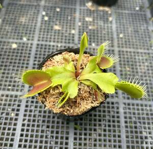 Dionaea muscipula BCP Giant form fly toli saw meal insect plant 