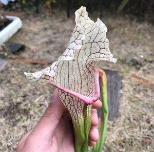 Sarracenia Big White サラセニア ビッグ ホワイト 食虫植物 1