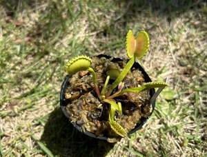 Dionaea muscipula CK実生 食虫植物 ハエトリソウ