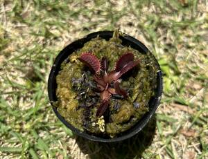 Dionaea muscipula 赤系 食虫植物 ハエトリソウ