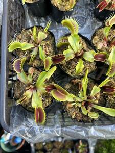 Dionaea muscipula 伊勢産 食虫植物 ハエトリソウ 4株セット