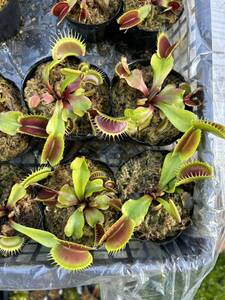 Dionaea muscipula 伊勢産 食虫植物 ハエトリソウ 2