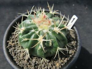 < cactus * succulent plant >. wave mon -stroke ①