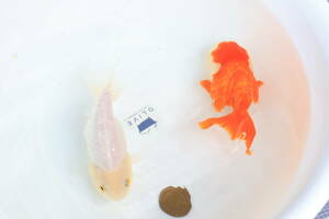  Dragon scale golgfish dragon .2 pcs opening two -years old b * two or more successful bids person privilege equipped.