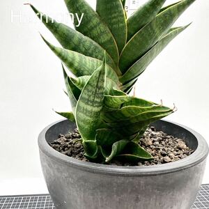 サンスベリア シンドロ 子株 サンセベリア sansevieria sindro