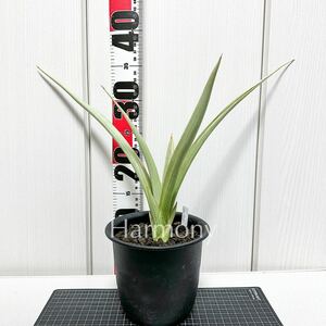 【レア】サンスベリア 大株 チャオプラヤ サンセベリア sansevieria