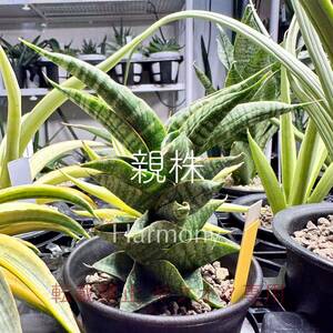 サンスベリア ミラージュ 子株 サンセベリア ムトモ × バリー × ボンセレンシス sansevieria mirage (mutomo × ballyi × boncellensis)