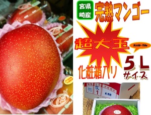 【京の果実屋】限定数量②◆宮崎◆超大玉マンゴー　5L/1個入　化粧箱