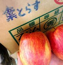 【京の果実屋】リンゴ《丸かじり好きにはたまらない》スリムレッド 2.2kg　青森県産_画像8