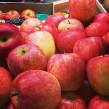 【京の果実屋】リンゴ《丸かじり好きにはたまらない》スリムレッド 2.2kg　青森県産_画像7