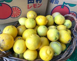 [ capital. fruits shop ] safety . safe * domestic production lemon *5kg.. Arita * Tamura shipping collection .