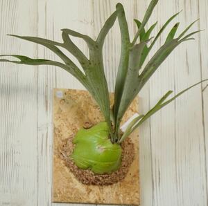 I21 P.alcicorne madagascararusiko Rene madaga Skull staghorn fern {eba plants}