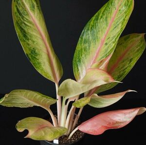 【eba plants】no1 Aglaonema Pink miracle アグラオネマ　ピンクミラクル　“斑入り植物” 4号鉢