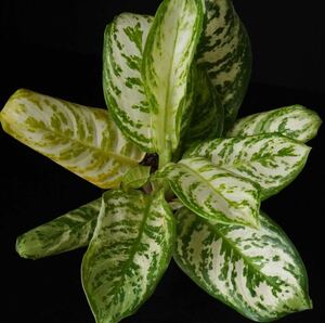 【eba plants】6/2 Aglaonema Platinum アグラオネマ　プラチナ　“斑入り植物” 4号鉢